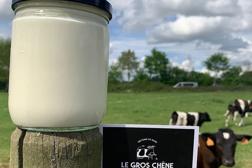 Pot de crème fermière posé sur un piquet, vaches pie noir au pré