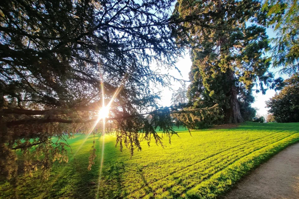 Pelouse du parc du Thabor sous les grands arbres, soleil rasant